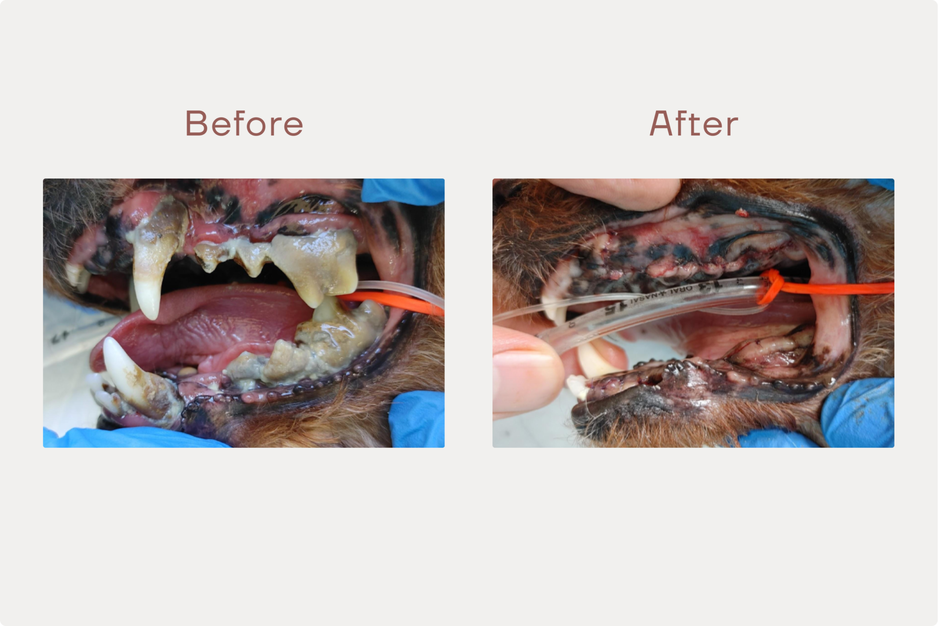 犬の重度な歯周病の治療。口臭に悩むわんちゃんを、犬歯を残しながら抜歯のサムネイル画像
