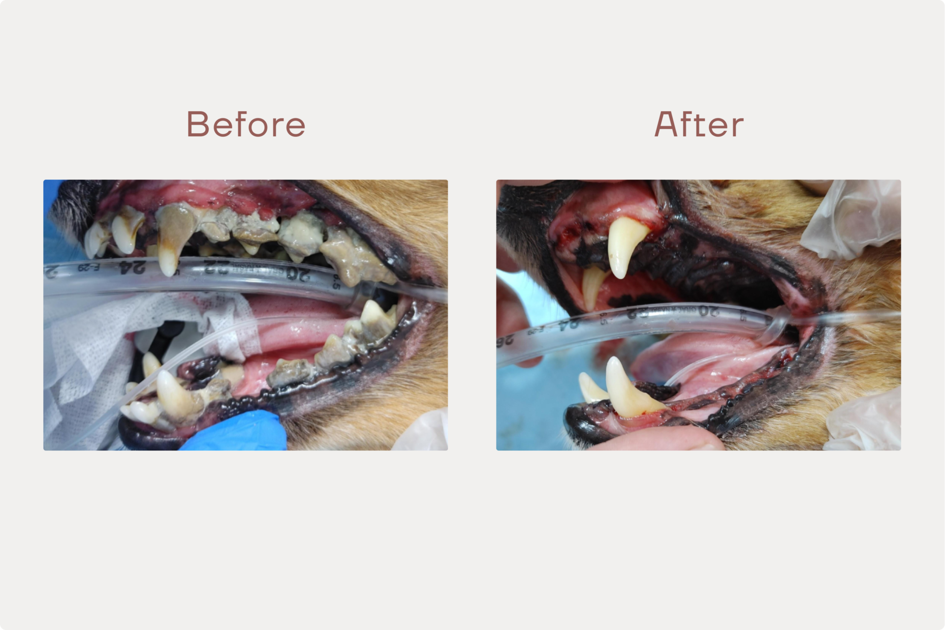犬の抜歯・重度の歯周病で犬歯以外すべての歯を抜歯のサムネイル画像
