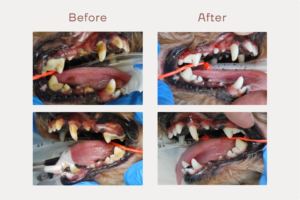 犬の歯石除去