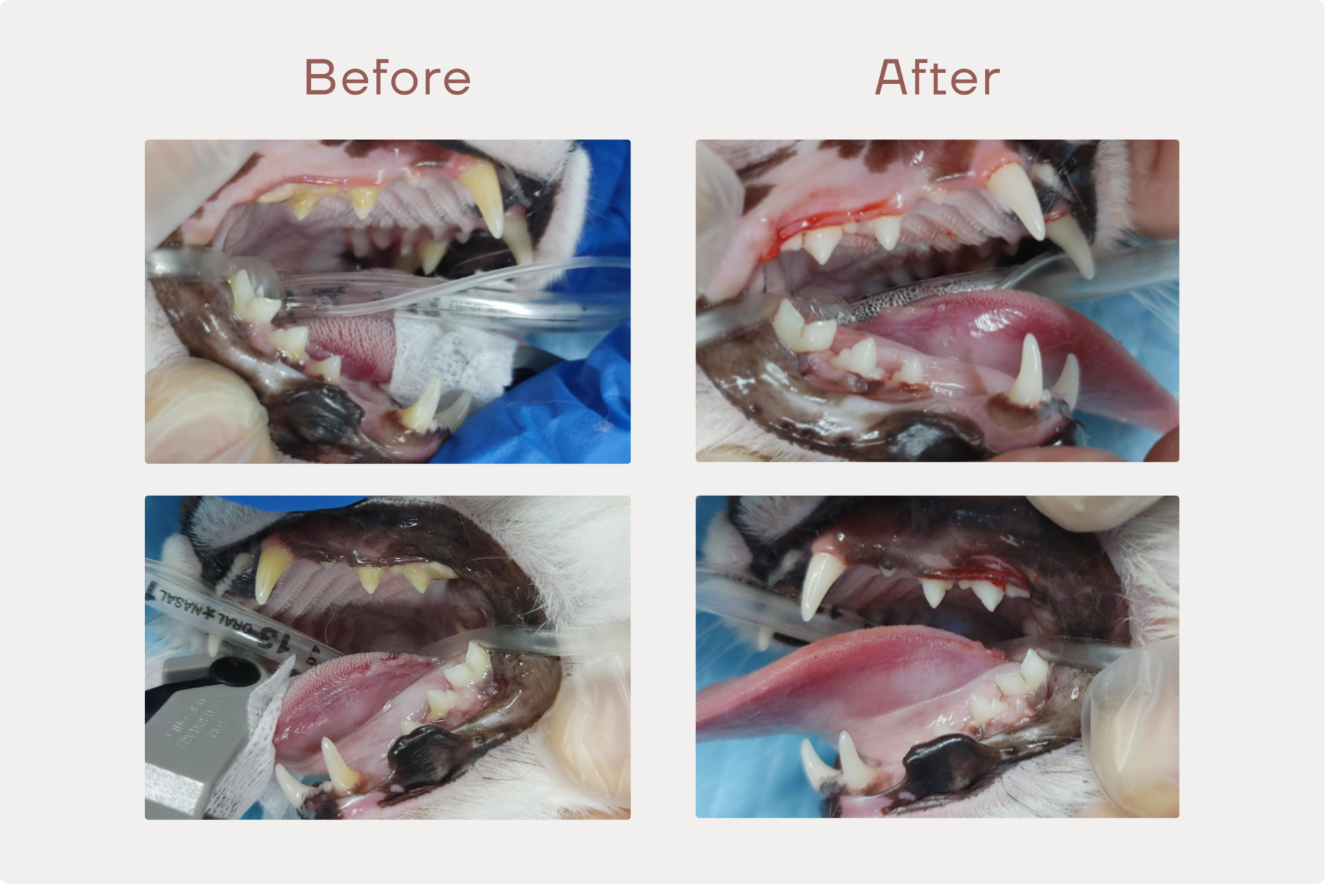 猫の歯石除去のサムネイル画像