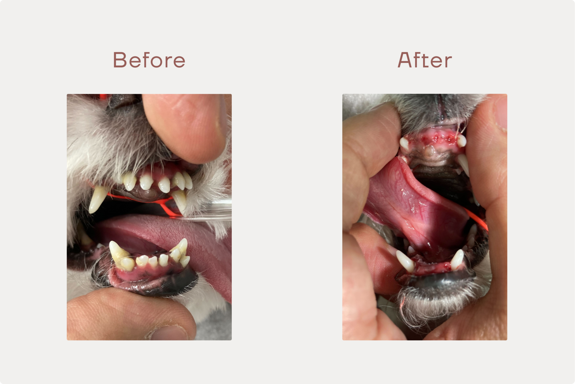 歯周病『グレード3』・前歯を10本抜歯した、4歳のわんちゃん（チワプー）のサムネイル画像