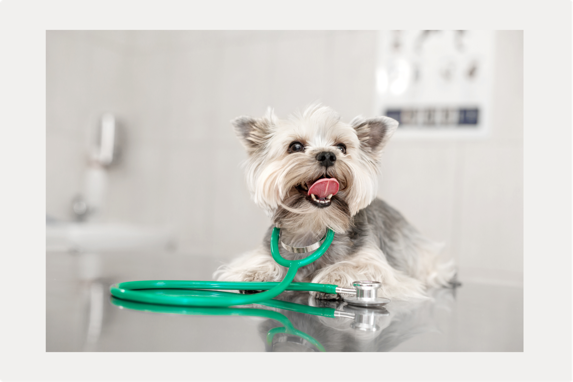 ごはん、どうする？犬に下痢があるときの食事のサムネイル画像