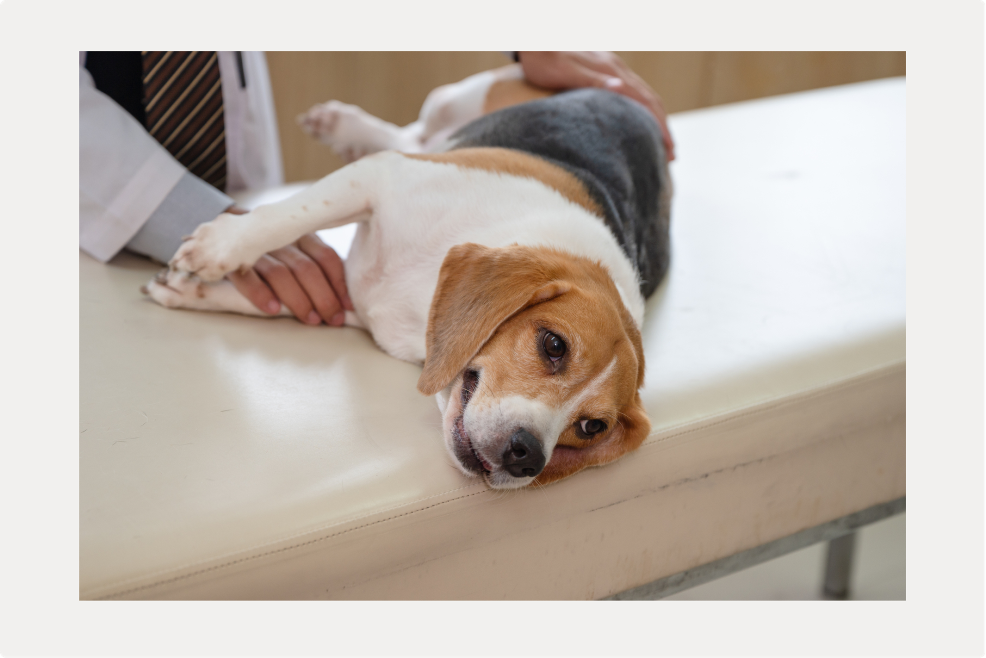 犬の下痢・主な原因と対処法は？のサムネイル画像