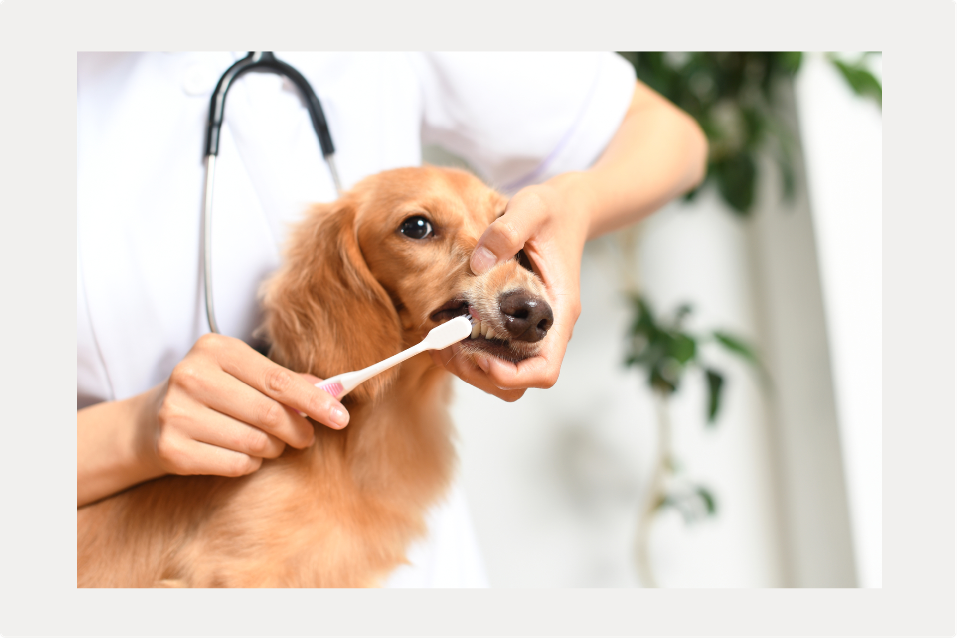 受診後版【犬の歯石セルフケア】のサムネイル画像