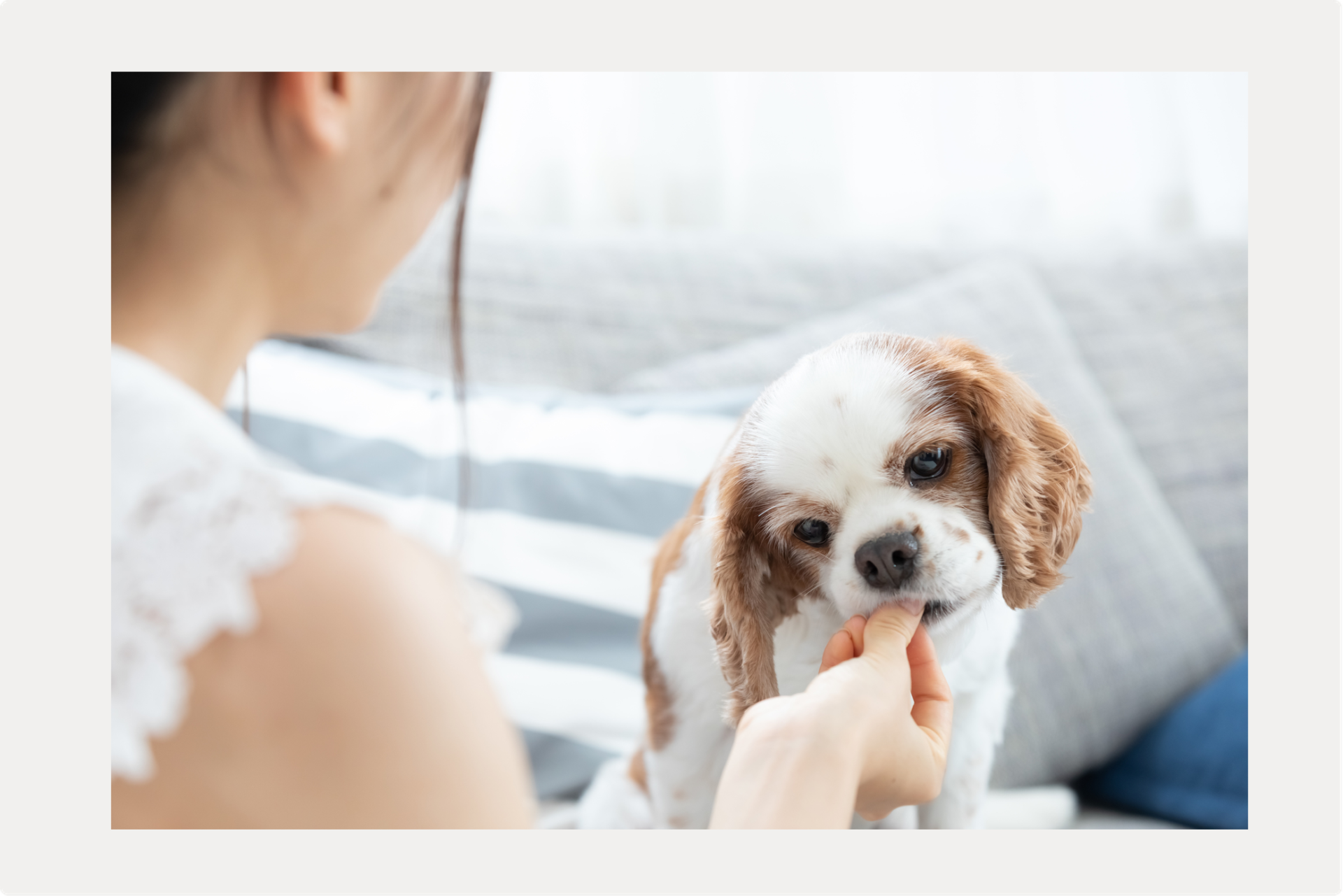 食欲があるのに犬が下痢をするときのサムネイル画像