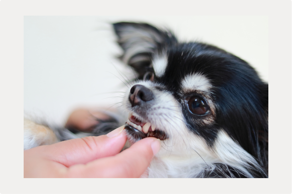 【愛犬の歯石知恵袋】歯石ゼロへ！獣医師が提案するケアのサムネイル画像