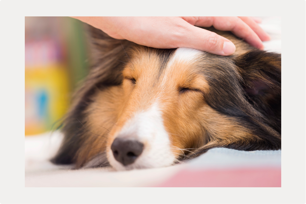 【犬のてんかんは治るか】症状と前兆、当院の治療法についてのサムネイル画像