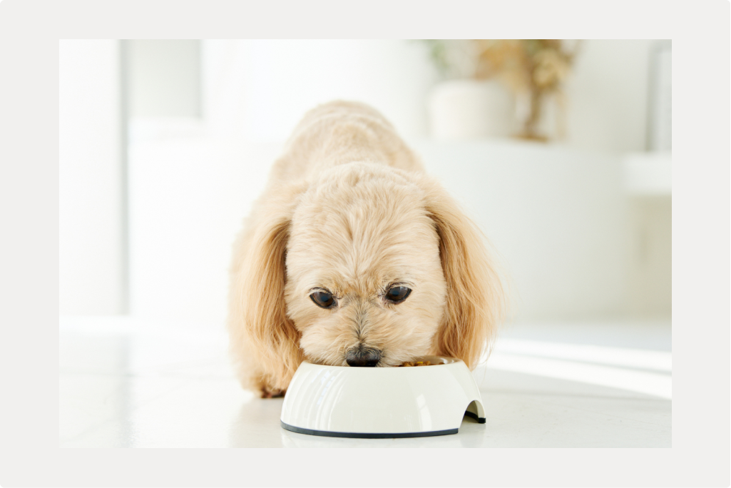 【犬の糖尿病】原因と治療についてのサムネイル画像