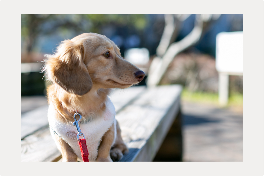 【犬のパテラ】原因と治療についてのサムネイル画像