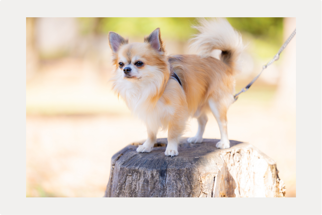 【犬のフィラリア】症状と予防、必ず知っておいてほしいことのサムネイル画像