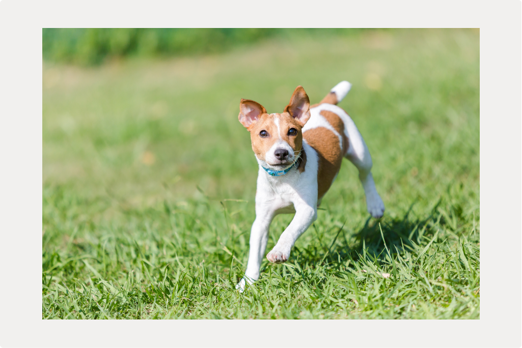 【犬の白内障】概要と原因、予防についてのサムネイル画像