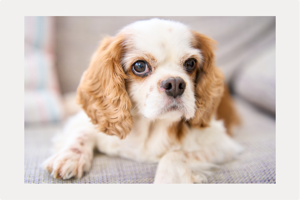 【犬の疥癬】原因と症状、治療法についてのサムネイル画像