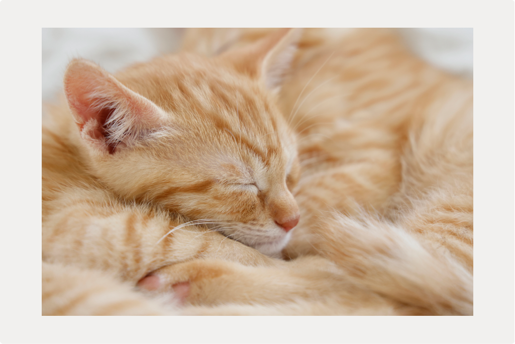 [猫のフィラリア]原因と症状、治療についてのサムネイル画像