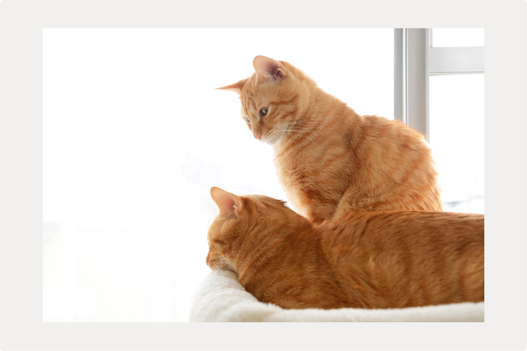 【猫のFIP】原因と症状、治療についてのサムネイル画像