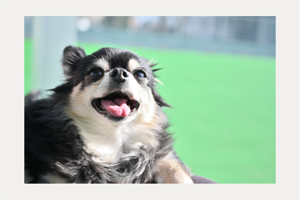 【犬の歯肉炎】症状と治療、予防についてのサムネイル画像