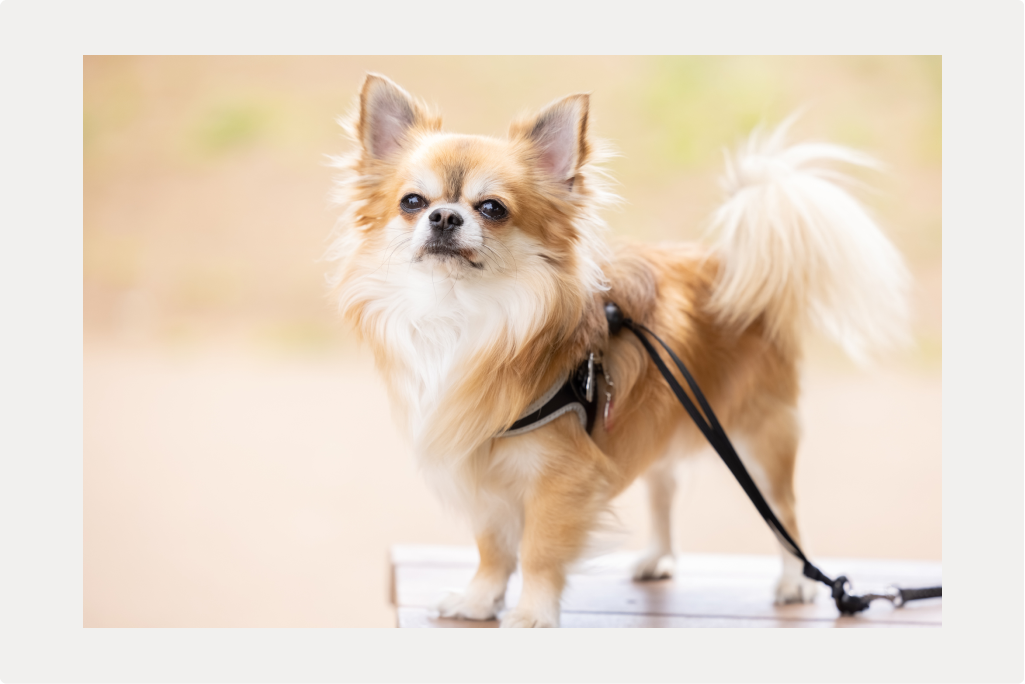 犬はなぜ「よだれ」を垂らすの？のサムネイル画像