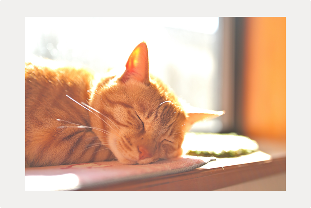 【猫の歯茎の赤み】原因や治療、予防についてのサムネイル画像