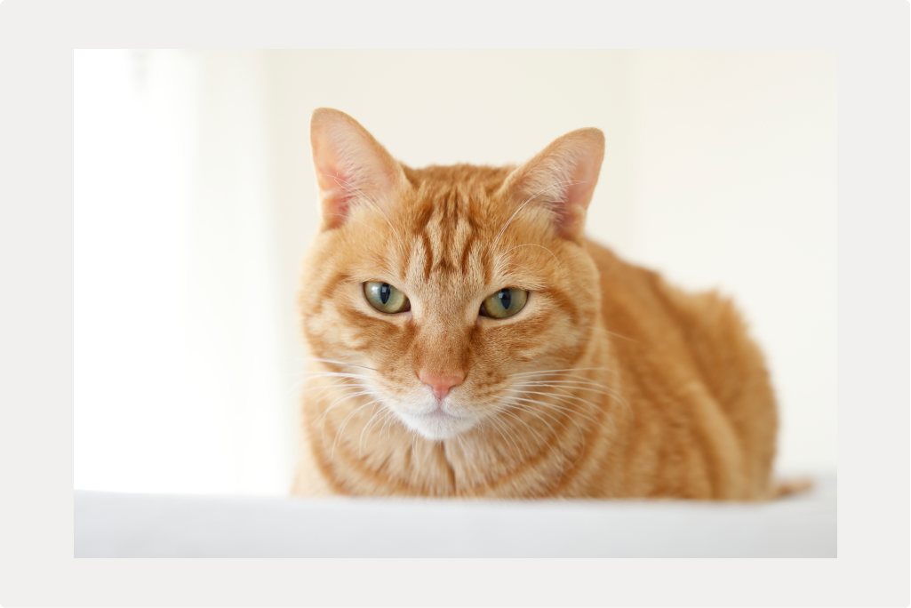 【猫の歯肉炎】症状と原因、治療についてのサムネイル画像