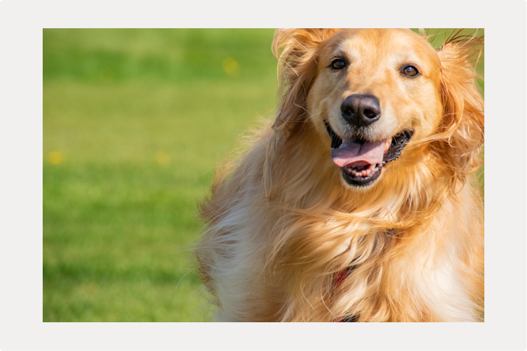 【犬の涙やけ】概要と原因、治療についてのサムネイル画像