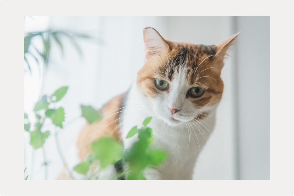 【猫のてんかん】症状と原因、治療についてのサムネイル画像