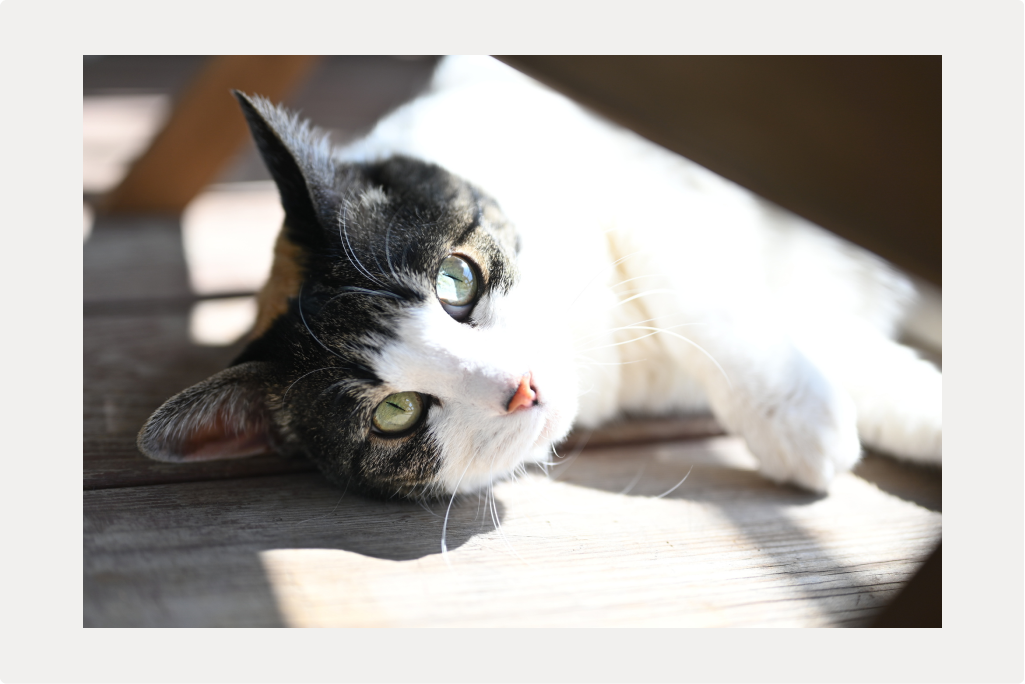 【猫の歯石取り】治療法と予防についてのサムネイル画像