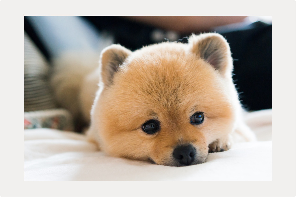 【犬の緑内障】原因と症状、治療についてのサムネイル画像