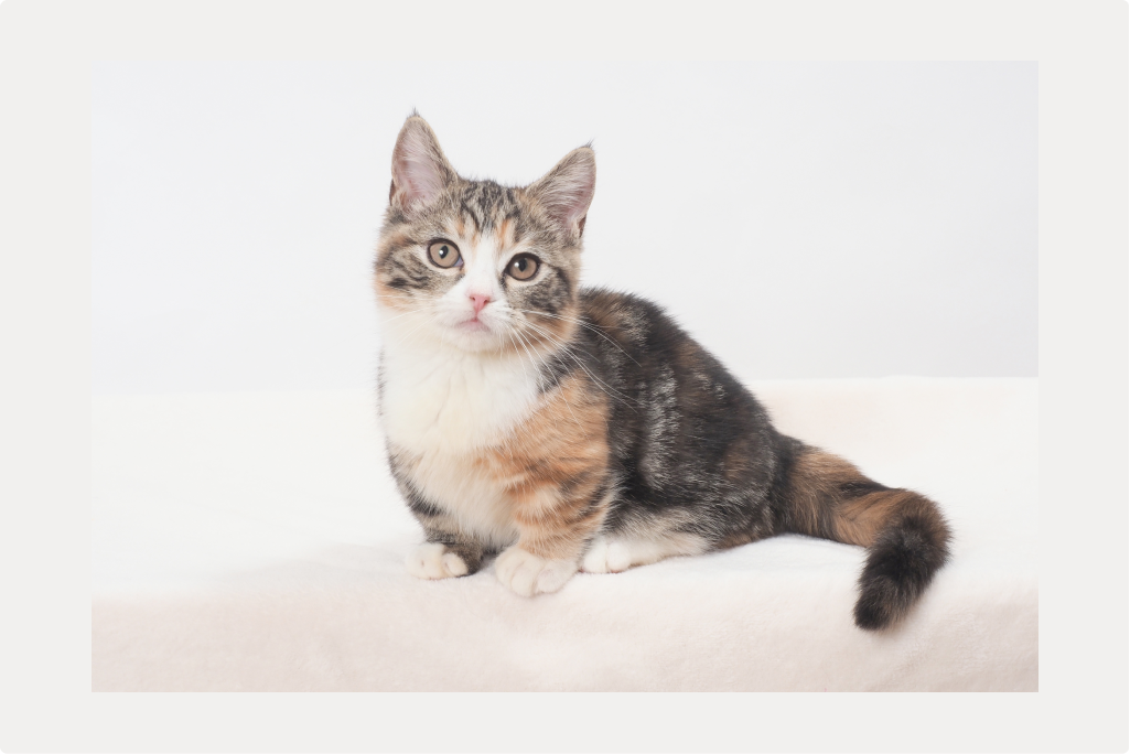 【猫の膀胱炎】症状と原因、治療についてのサムネイル画像