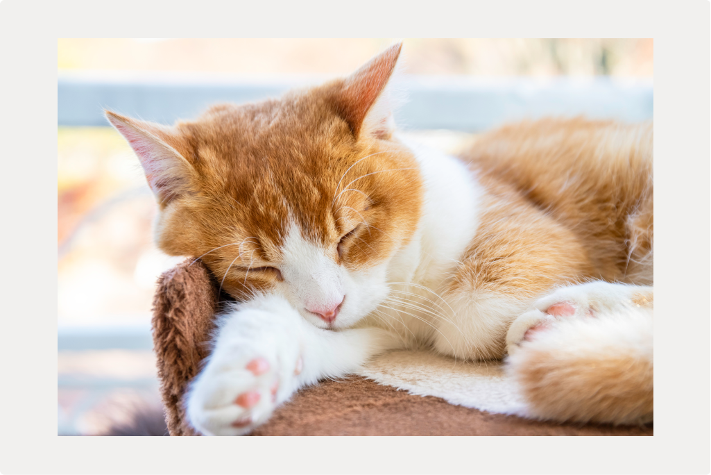 【猫の尿路結石】原因と症状、治療についてのサムネイル画像