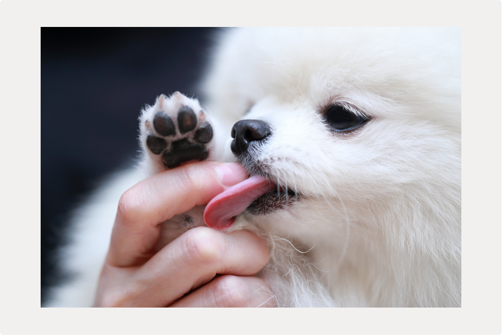 【犬の肉球が赤い】原因と治療、予防についてのサムネイル画像