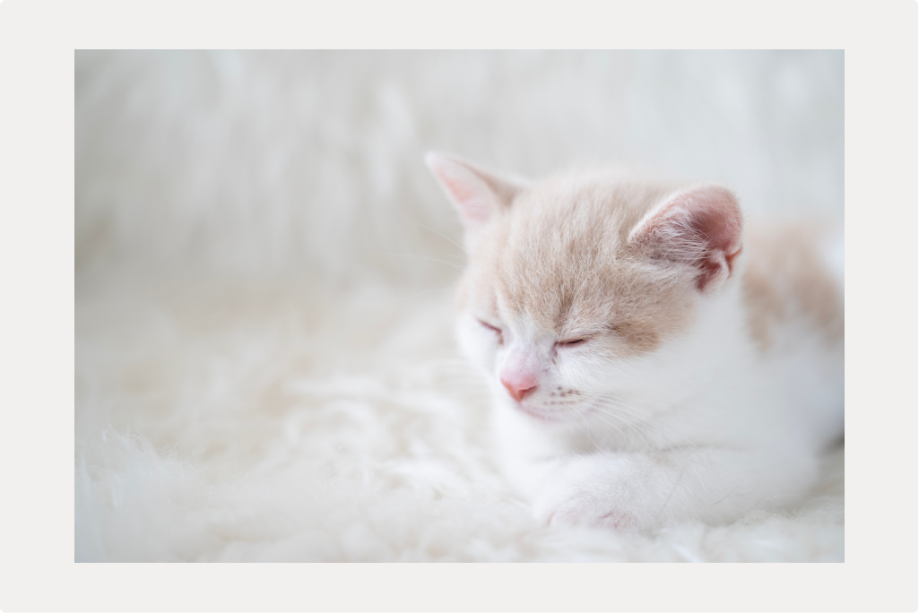 【猫の疥癬】症状と原因、治療法についてのサムネイル画像