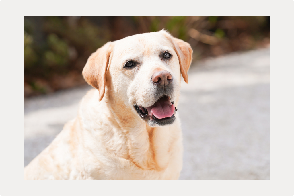 【犬の血便】原因、種類と見つけた時の対処法についてのサムネイル画像