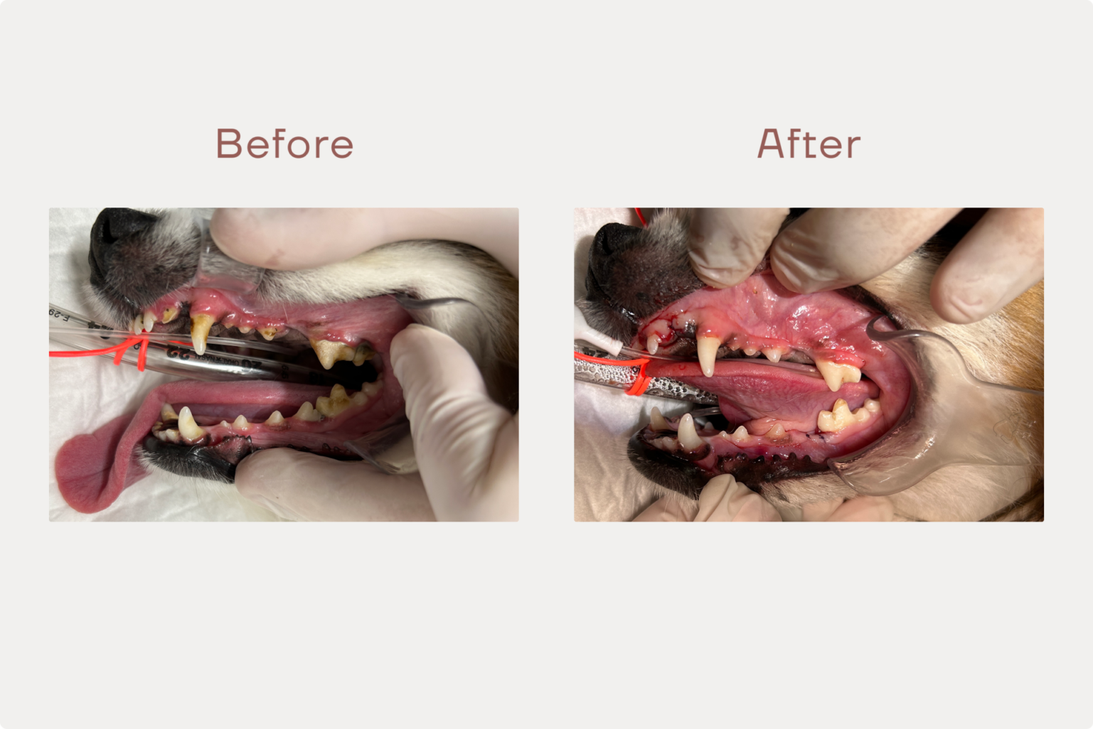 【症例】犬の歯冠破折。歯が折れてしまい神経が露出したパピヨンを抜歯で治療した症例。のサムネイル画像