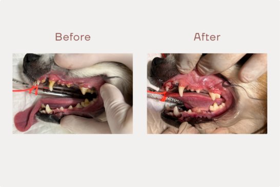 【症例】犬の歯冠破折。歯が折れてしまい神経が露出したパピヨンを抜歯で治療した症例。のサムネイル画像