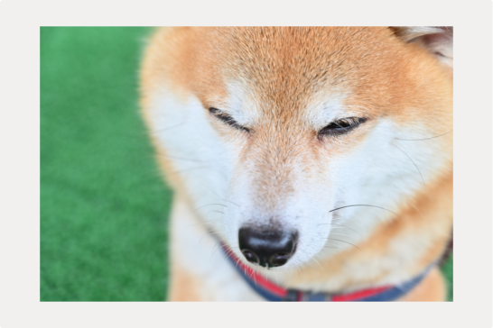【犬のニキビ】症状と原因、治療についてのサムネイル画像