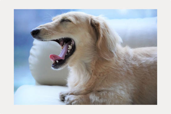 愛犬の歯が黒い？変色の原因や治療、予防法を解説のサムネイル画像