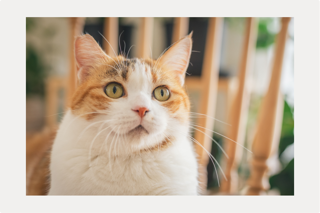 【猫の歯】基礎知識を身につけようのサムネイル画像