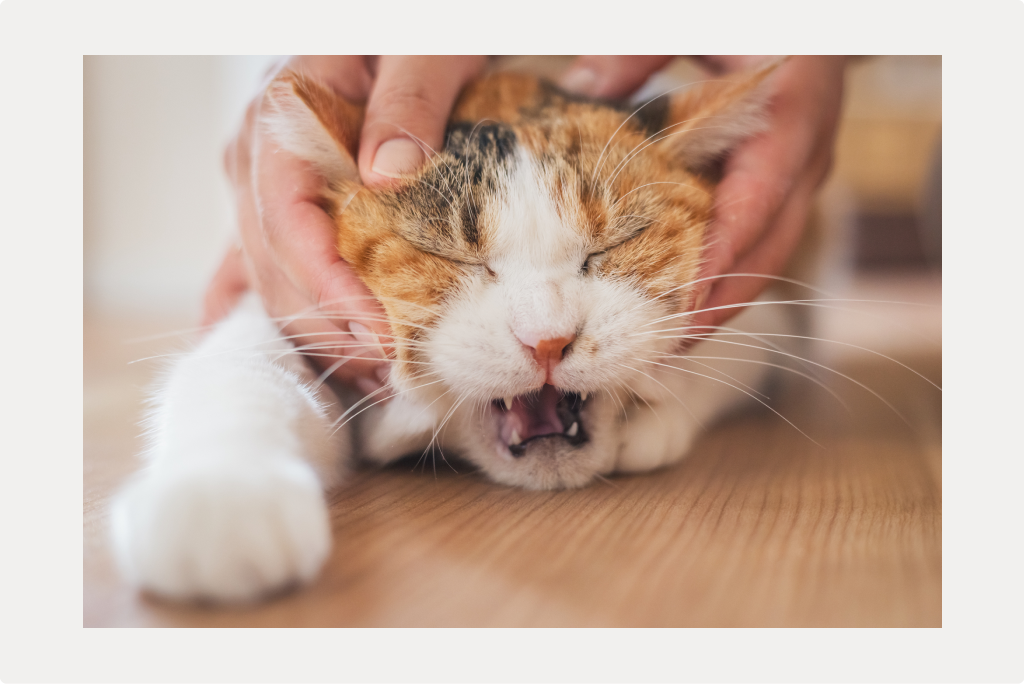 【猫の歯磨き】歯磨きが苦手な猫ちゃんへの対処法のサムネイル画像