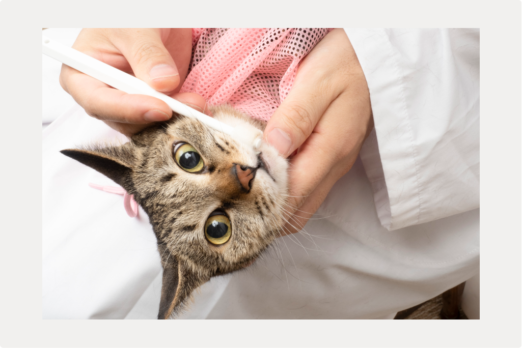 【猫の歯磨き】必要性と正しい方法のサムネイル画像