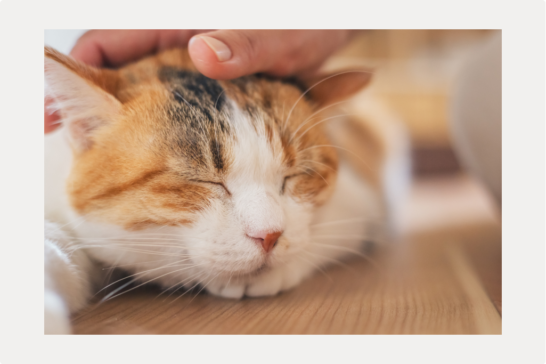 【猫の避妊手術】費用とメリット、術後の過ごし方についてのサムネイル画像